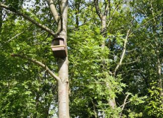 Artenschutz für Greifvögel