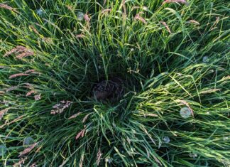 Wärmebilddrohne für die Kitzretter Benhausen