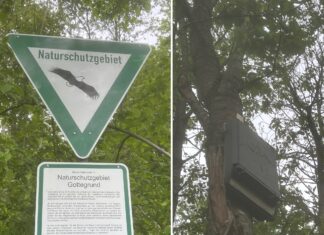 Fledermaus Nisthilfen